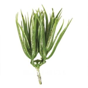 Mini Pflanze Vanilla Gras 7 cm
