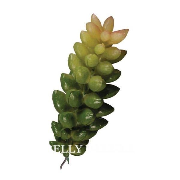 Mini Pflanze Sukkulente Crassula, 2,5 x 6,5 cm
