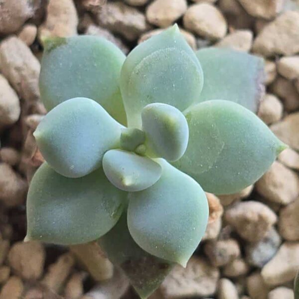 Mini Sukkulente für Miniatur Garten, Echeveria Albicans.