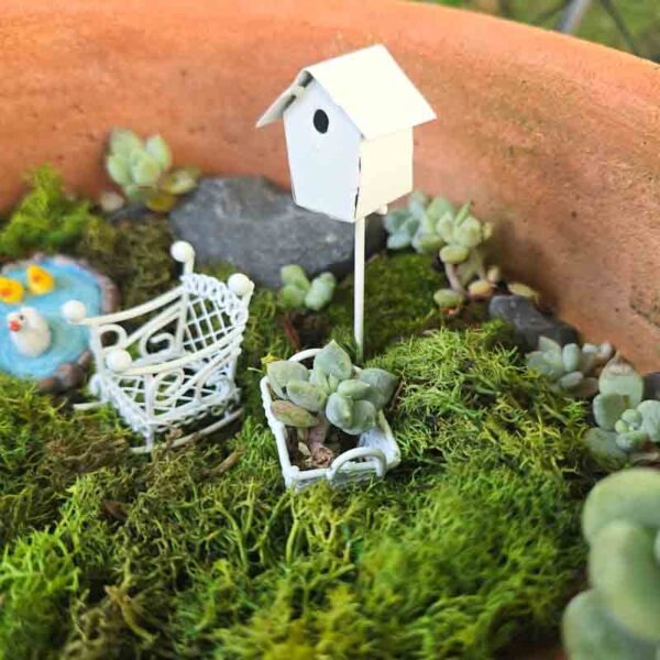 Mini Sukkulente für Mini Gardening