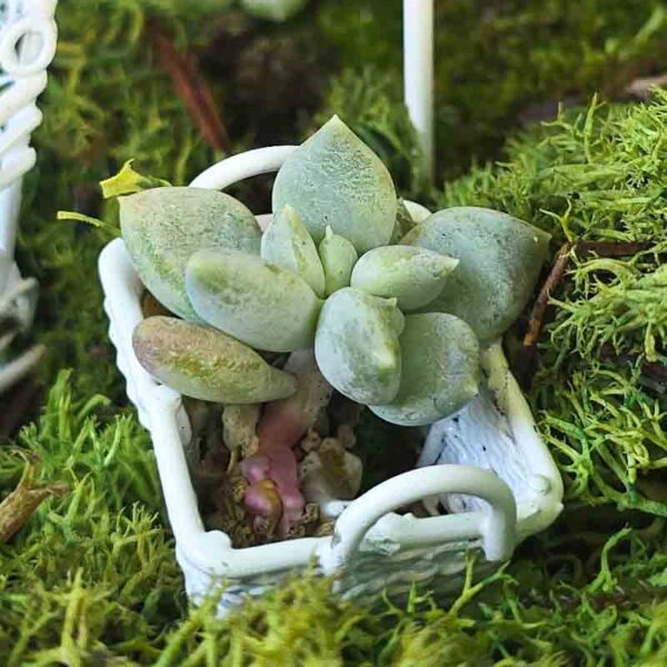 Mini Sukkulente für Mini-Gardening