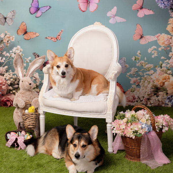 Zwei Hunde im Oster-Fotoset, einer liegt auf einem weißen Sessel, der andere auf grünem Boden; im Hintergrund Frühlingsblüten und Schmetterlinge, daneben Plüschhase, Blumenkorb und Ostereier.
