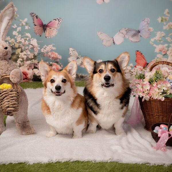 Zwei Hunde sitzen im Oster-Fotoset auf einer weißen Decke zwischen großem Plüschhasen, Blumenarrangements, Körben und bunten Ostereiern vor pastelligem Hintergrund.