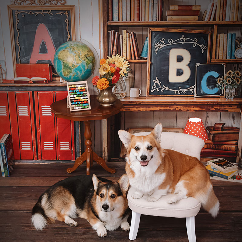 Zwei Corgis als Modelle im Einschulungs-Fotoset im Studio Karlsruhe, vor Bücherregal und Tafeln mit A/B/C, mit rotem Spind, Globus und warmen Schulzimmer-Details.