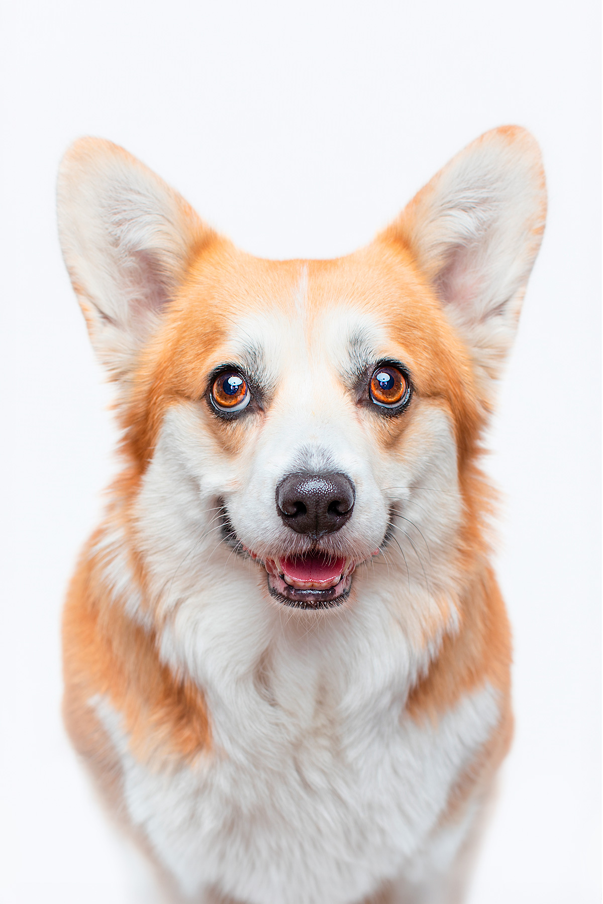 Porträt von einem Corgi - schlichter weißer Hintergrund beim Charakter Fotoshooting